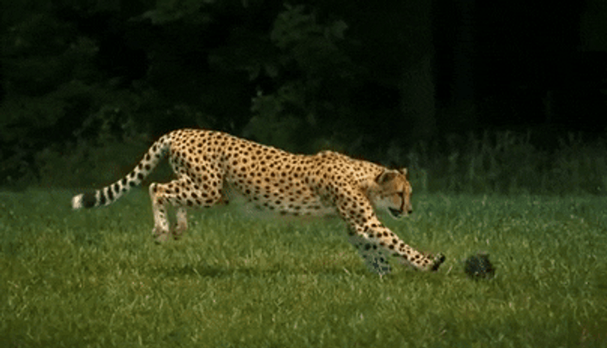Running Cheetah Animal