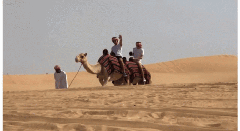 Camel Wave Ride Desert