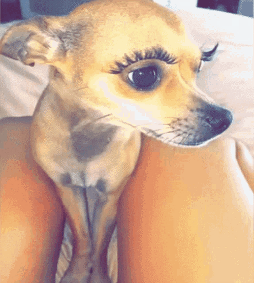 Chihuahua Lashes