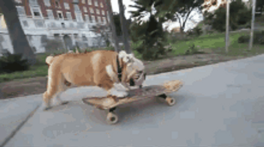 Cool Bulldog Skateboarding