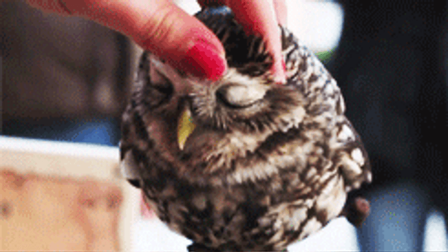 Massage Head Rub Owl