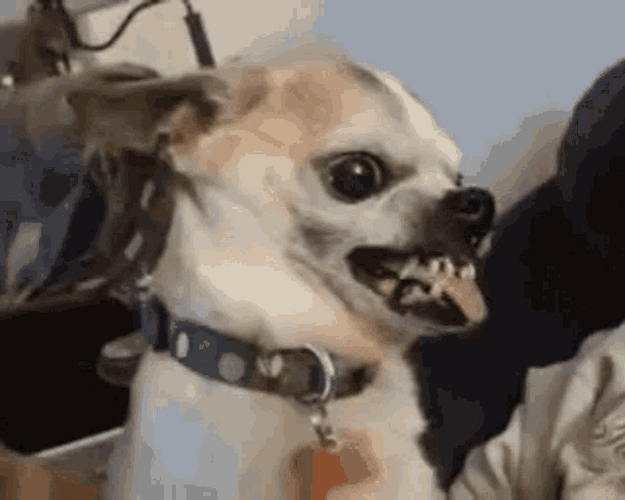 Chihuahua Baring Teeth