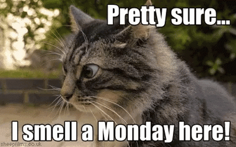 Cat Smell A Monday