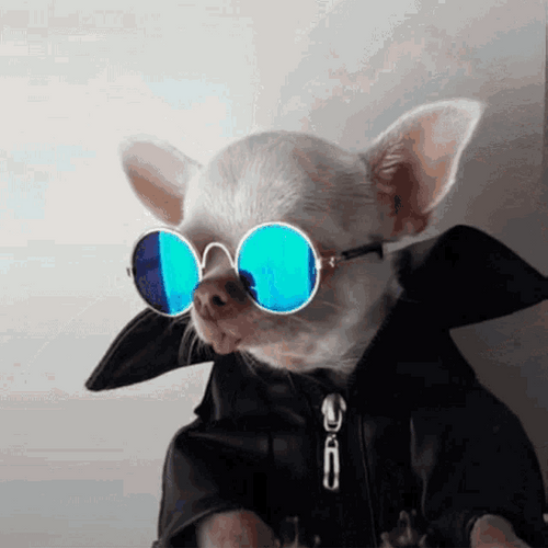 Chihuahua Cool Sunnies