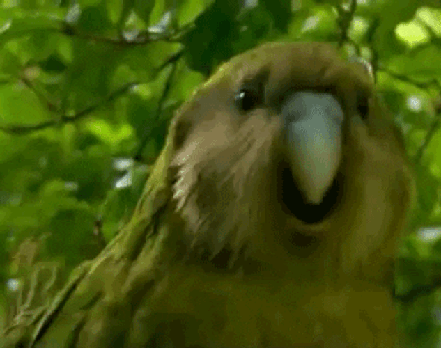 Dancing Kakapo Meme