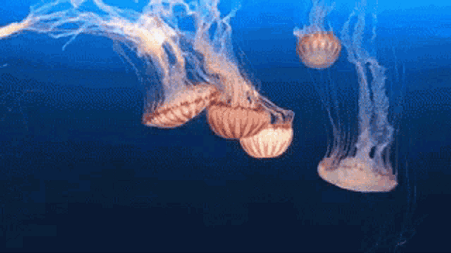 Five Jellyfish Going Down