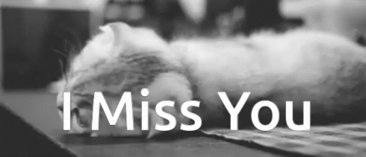I Miss You Sad Cute Cat