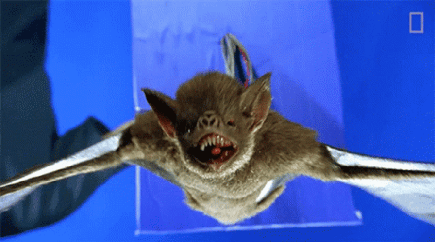 Scary Vampire Bat