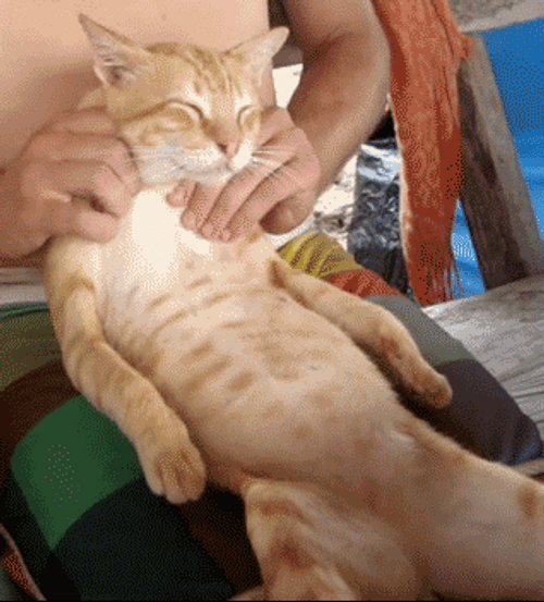 Massage Neck Rub Cat