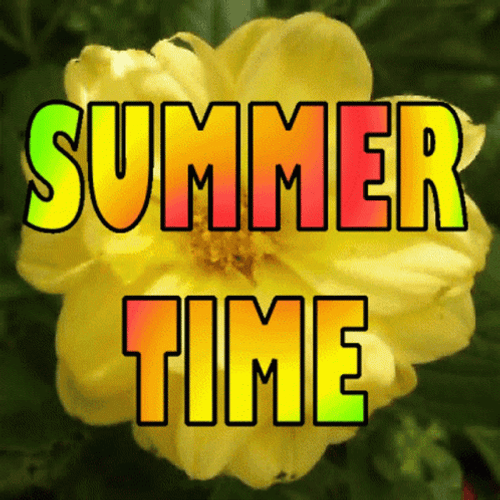 Summer Time Flower Sunshine