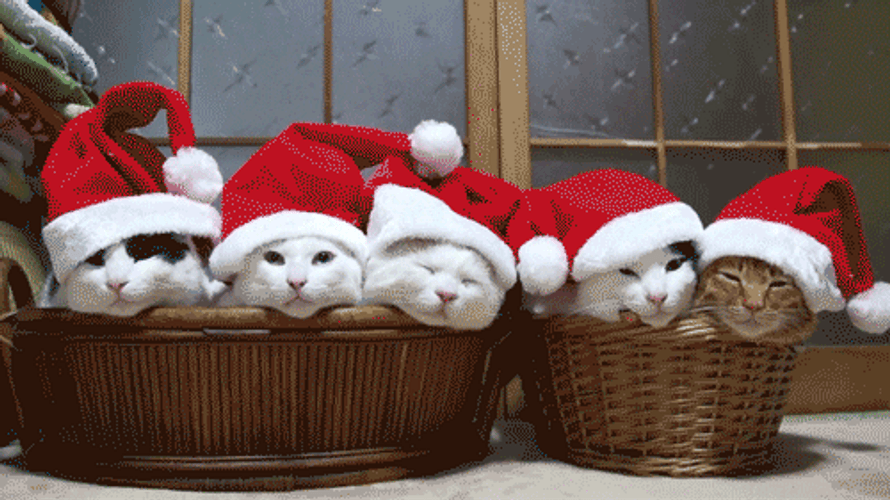 Merry Christmas Cute Sleepy Cats