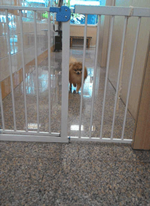 Fluffy Pomeranian Dog Passes Gate