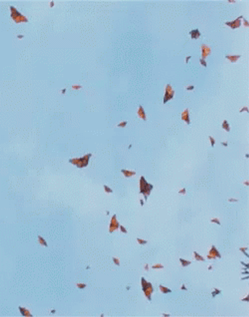 Monarch Butterflies Migration