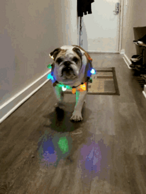 Sparkling Lights Necklace Bulldog