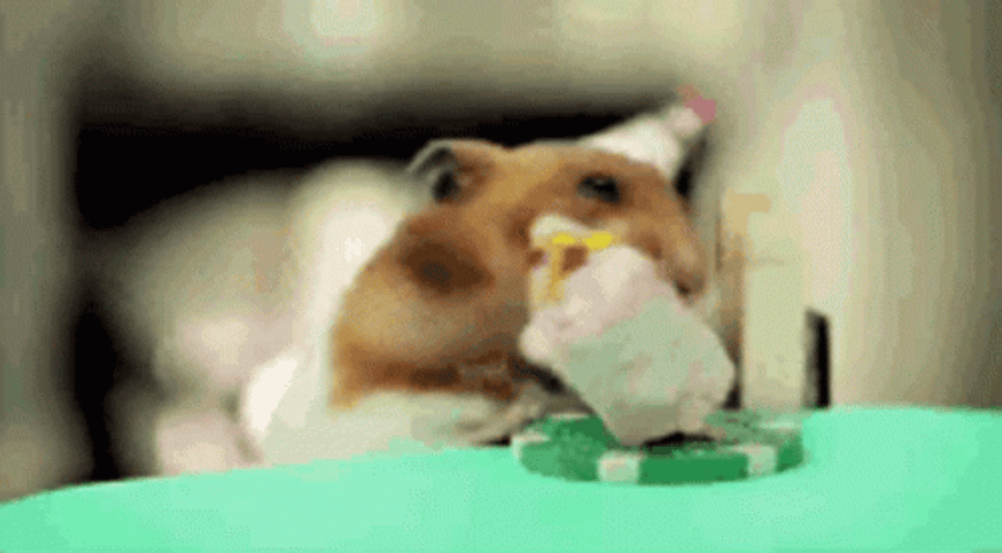 Hamster Eating Cake