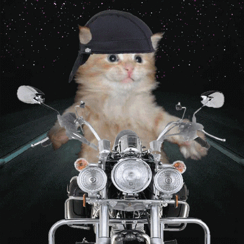 Cat In Motorcycle