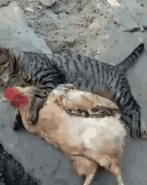 Chicken Lying With Cat
