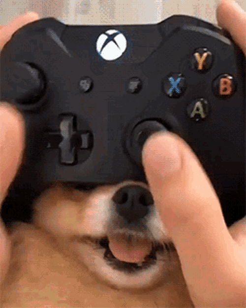 Pomeranian Gaming Xbox