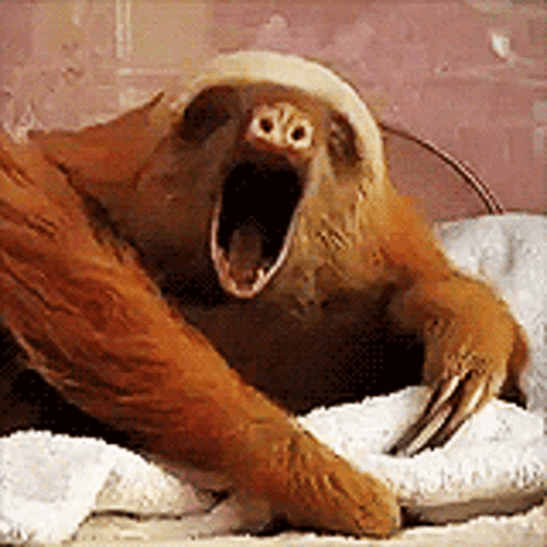 Yawning Sloth Animal