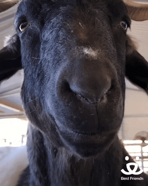 Chewing Black Goat