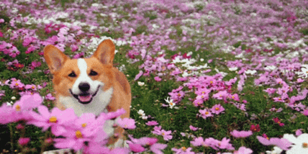 Dog Flower Field