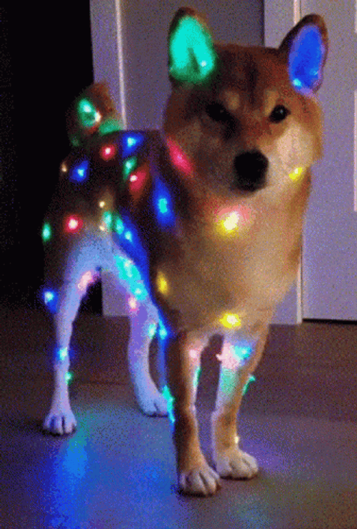 Christmas Shiba Inu Dog
