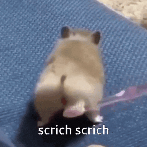 Hamster Scritch Scritch