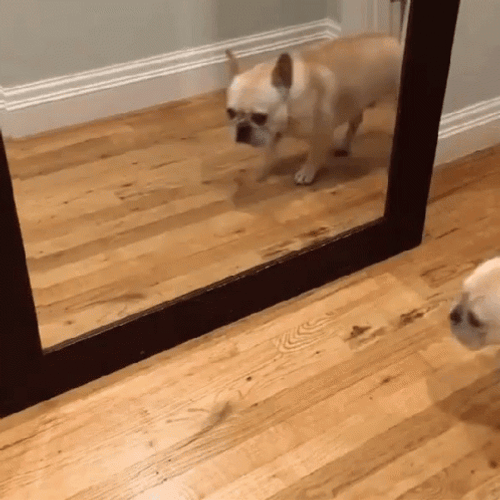 Bulldog Surprised In The Mirror