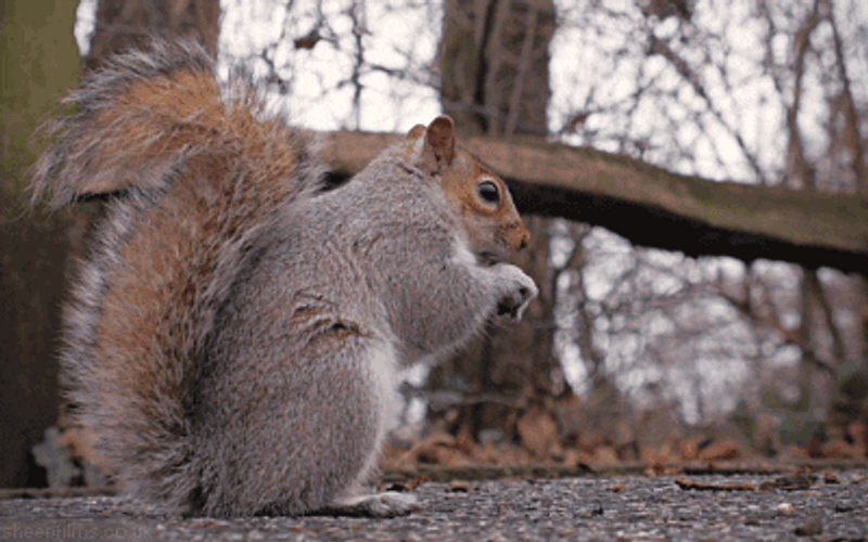 Eastern Gray Squirrel Eating