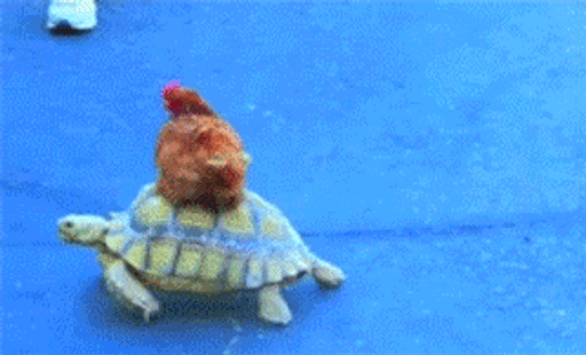 Chicken Sitting On Turtle