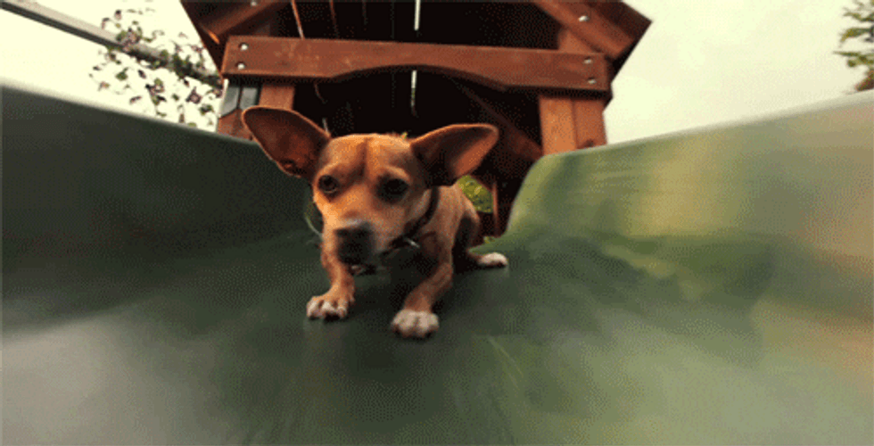 Chihuahua Sliding Down