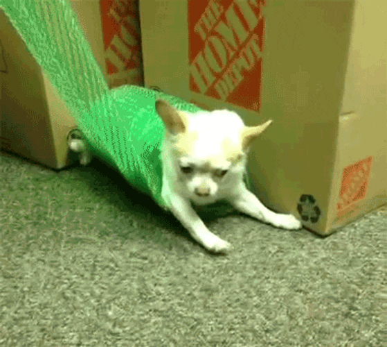 Chihuahua Bubble Wrap Spin