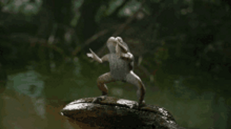Clapping Frog Cheering Uinona S