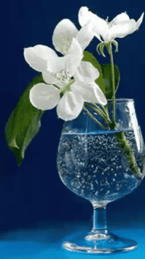 White Flower In Glass