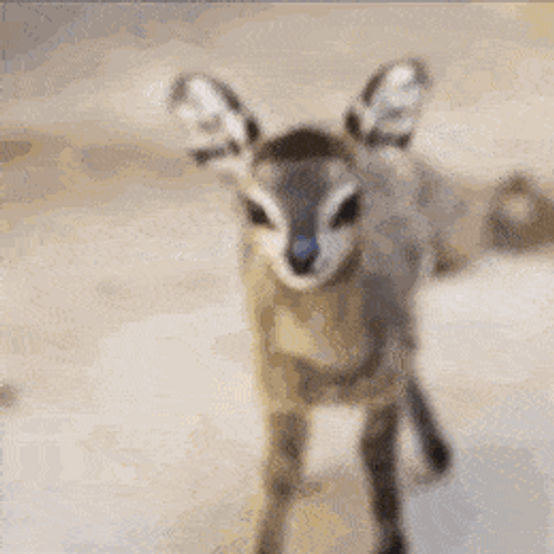 Baby Antelope Animal