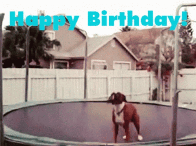 Dog Happy Birthday Meme