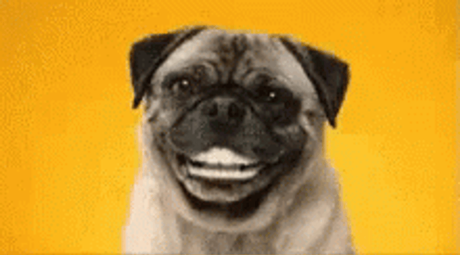 Pug Dog Smiling Hehe