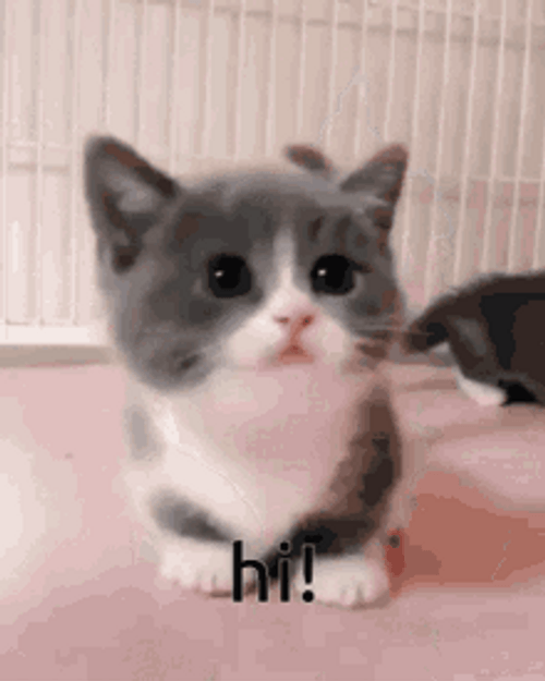 Cute Kitten Hi