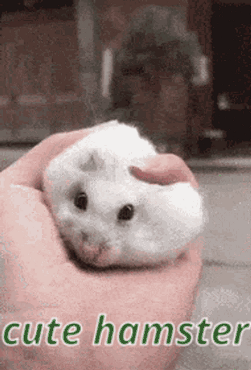 Cute Hamster Squishy
