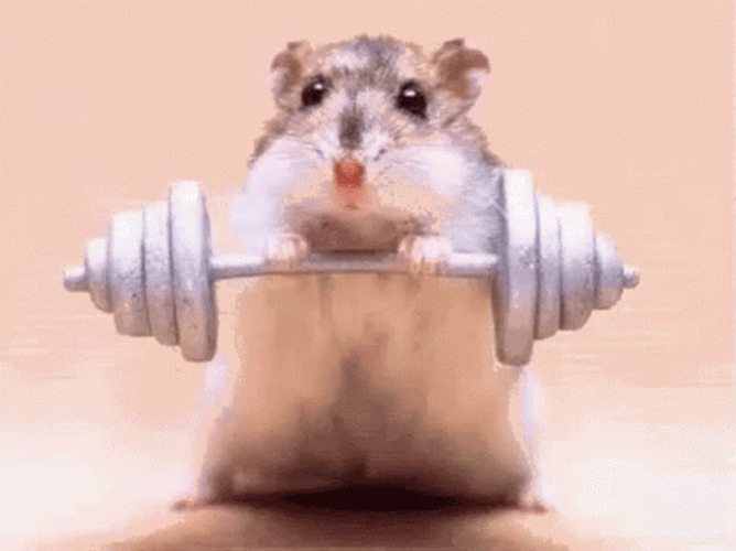 Hamster Lift Weights