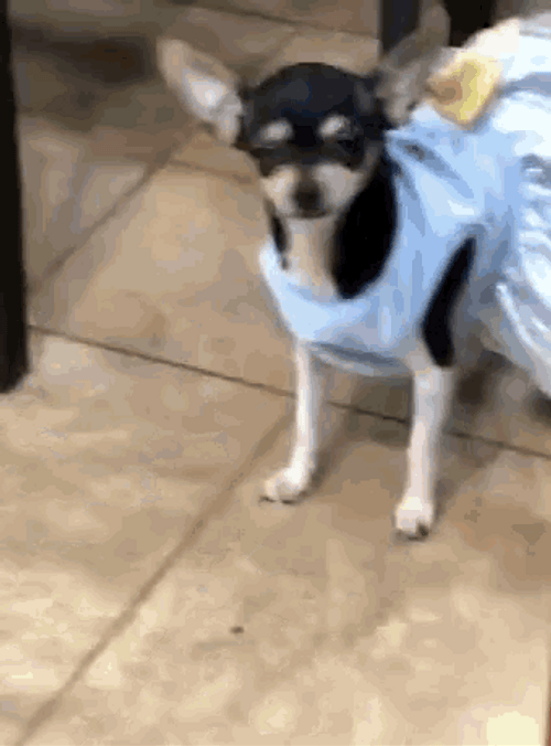 Chihuahua Prom Dress
