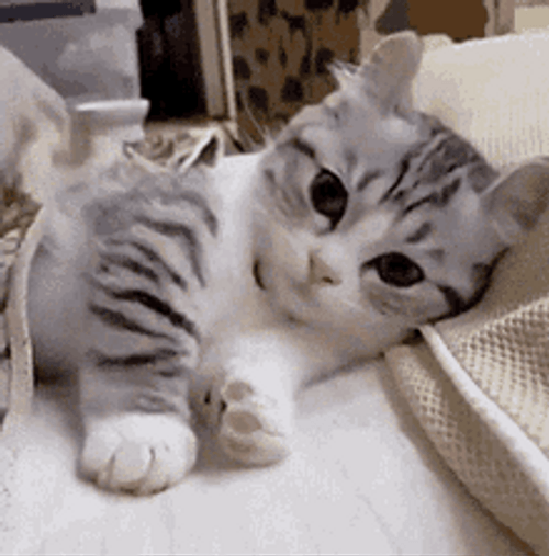 Cute Cat Playful Chilling