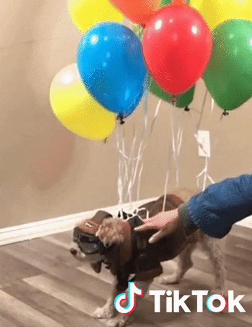 Tiktok Dog Flying With Balloons