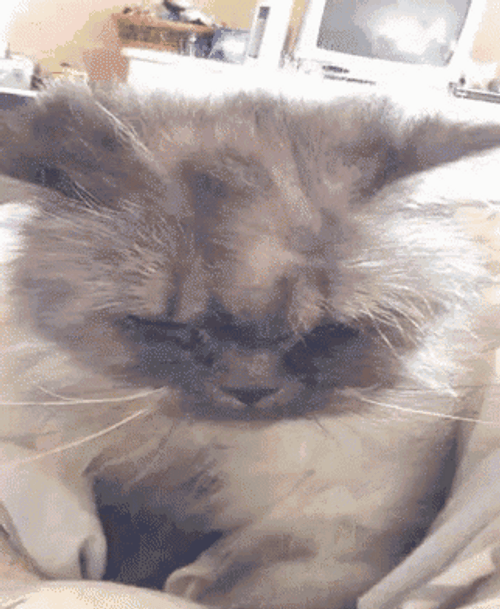 Newly Awake Grumpy Cat