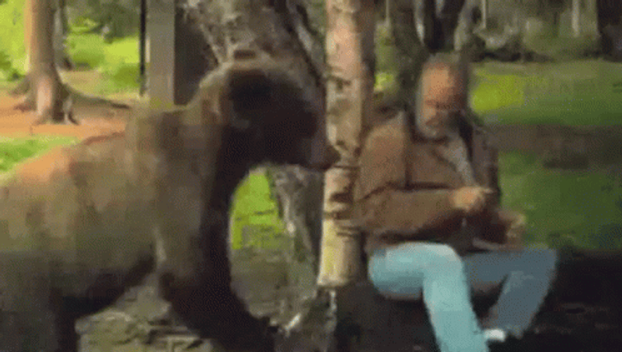 Bear Grabbing Man Hand