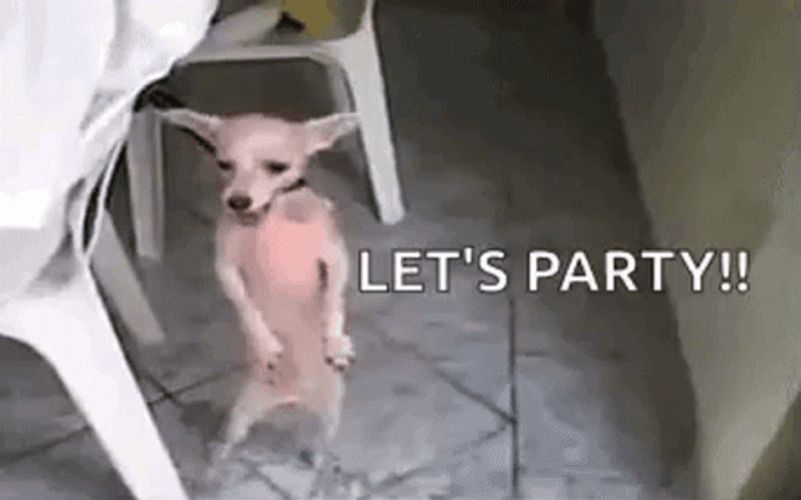 Chihuahua Dog Party Dancing