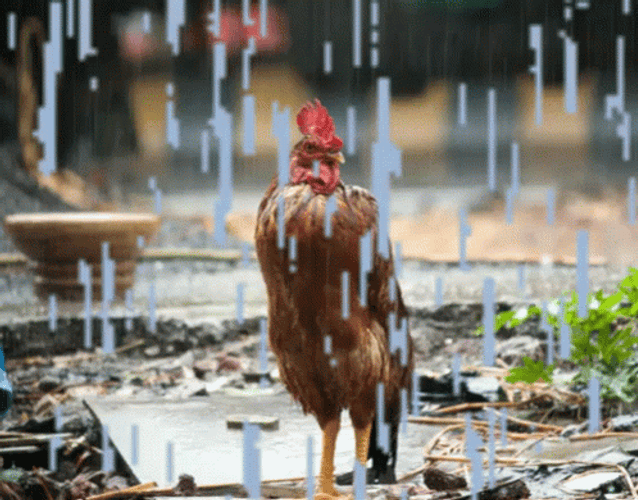 Rooster Standing In Rain