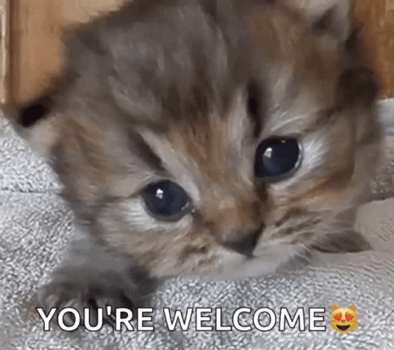 Kitten You&re Welcome