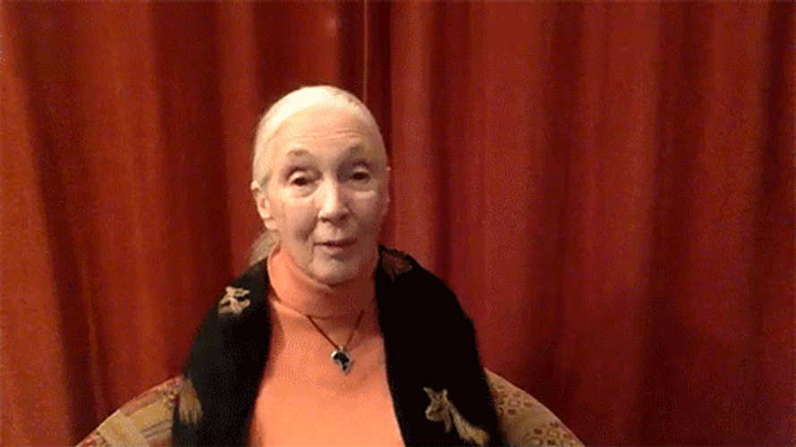 Dr Jane Goodall Virtual Hug