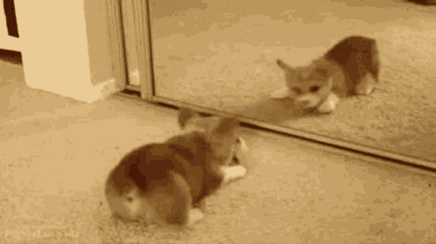 Corgi Puppy Playing Mirror